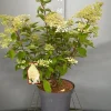Struiken|Ecocheques|ohgreen Hydrangea paniculata 'Phantom'