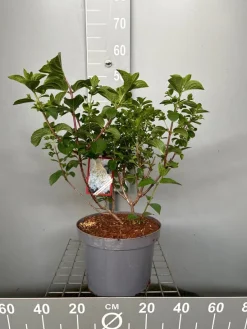 Struiken|Ecocheques|ohgreen Hydrangea paniculata 'Silver Dollar'