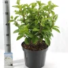 Struiken|Ecocheques|ohgreen Hydrangea paniculata 'Silver Dollar'