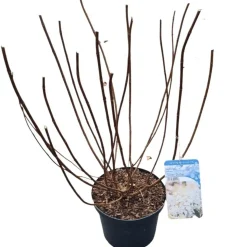 Struiken|Ecocheques|ohgreen Hydrangea paniculata 'Silver Dollar'