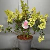 Struiken|Ecocheques|ohgreen Hydrangea paniculata 'Sundae Fraise'