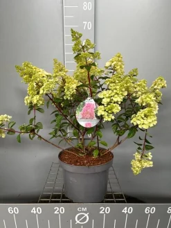 Struiken|Ecocheques|ohgreen Hydrangea paniculata 'Sundae Fraise'