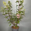 Struiken|Ecocheques|ohgreen Hydrangea paniculata 'Vanille Fraise'