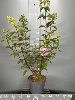 Struiken|Ecocheques|ohgreen Hydrangea paniculata 'Vanille Fraise'