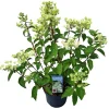 Struiken|Ecocheques|ohgreen Hydrangea paniculata 'Wim's Red'