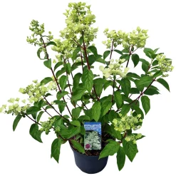 Struiken|Ecocheques|ohgreen Hydrangea paniculata 'Wim's Red'