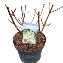 Struiken|Ecocheques|ohgreen Hydrangea paniculata 'Wim's Red'