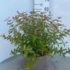 Struiken|Ecocheques|ohgreen Hypericum Hidcote ( Herfsthooi )