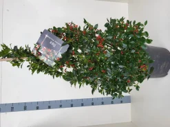 Struiken|Ecocheques|ohgreen Ilex meserveae 'Blue Maid' (hulst)