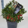 Struiken|Ecocheques|ohgreen Ilex meserveae 'Blue Maid' (hulst)