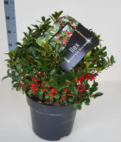 Struiken|Ecocheques|ohgreen Ilex meserveae 'Blue Maid' (hulst)