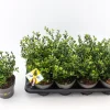 Struiken|Ecocheques|ohgreen Ilex of hulst 'dark green' struik 10-20 cm potmaat 14