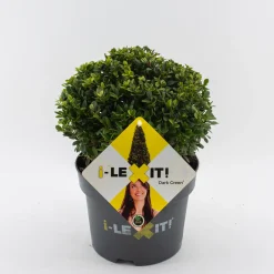 Struiken|Ecocheques|ohgreen Ilex of hulstbol dark green 19cm