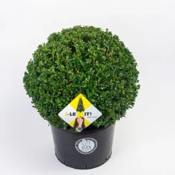 Struiken|Ecocheques|ohgreen Ilex of hulstbol dark green 35cm