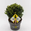 Struiken|Ecocheques|ohgreen Ilex of hulstbol dark green p23