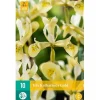 Voorjaar|Ecocheques|ohgreen Iris reticulata Katherine's Gold