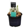 Voorjaar|Ecocheques|ohgreen Iris reticulata Louise