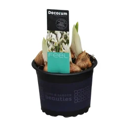Voorjaar|Ecocheques|ohgreen Iris reticulata Louise