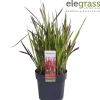 Vaste Planten|Ecocheques|ohgreen Japans bloedgras of imperata c red baron p14 h30