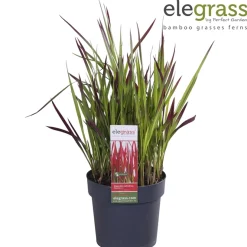Vaste Planten|Ecocheques|ohgreen Japans bloedgras of imperata c red baron p14 h30