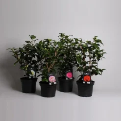 Struiken|Ecocheques|ohgreen Japanse camelia p19