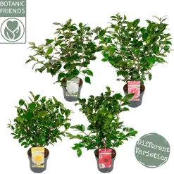 Struiken|Ecocheques|ohgreen Japanse camelia p19 h50