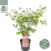 Struiken|Ecocheques|ohgreen Japanse esdoorn "beni-maiko"p19 h50