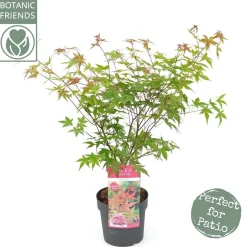Struiken|Ecocheques|ohgreen Japanse esdoorn "beni-maiko"p19 h50