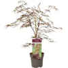Struiken|Ecocheques|ohgreen Japanse esdoorn garnet p19 h50
