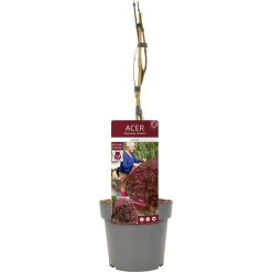Struiken|Ecocheques|ohgreen Japanse esdoorn garnet p19 h50