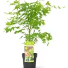 Struiken|Ecocheques|ohgreen Japanse esdoorn going green p19