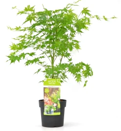 Struiken|Ecocheques|ohgreen Japanse esdoorn going green p19