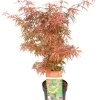 Struiken|Ecocheques|ohgreen Japanse esdoorn 'jerre schwartz' p19 h50