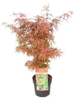 Struiken|Ecocheques|ohgreen Japanse esdoorn 'jerre schwartz' p19 h50