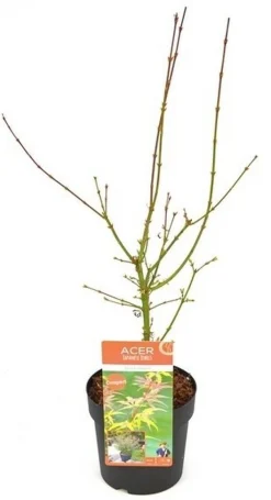 Struiken|Ecocheques|ohgreen Japanse esdoorn 'jerre schwartz' p19 h50