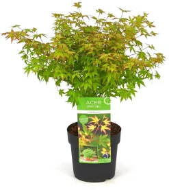 Struiken|Ecocheques|ohgreen Japanse esdoorn little princ p19 h40