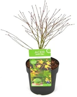 Struiken|Ecocheques|ohgreen Japanse esdoorn little princ p19 h40