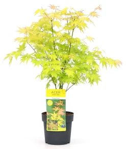 Struiken|Ecocheques|ohgreen Japanse esdoorn orange dream p19 h50