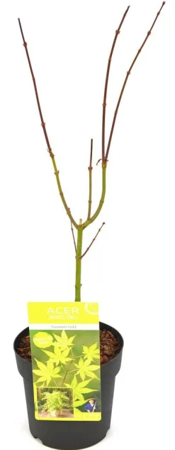 Struiken|Ecocheques|ohgreen Japanse esdoorn summer gold p19 h55