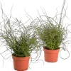 Groene Planten|Ecocheques|ohgreen Juncus effusus ( Dwergrus )