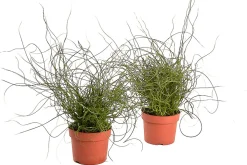 Groene Planten|Ecocheques|ohgreen Juncus effusus ( Dwergrus )