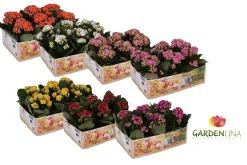 Ecocheques|Voorjaar|ohgreen Kalanchoë Gardenlina 6-pack