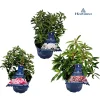 Struiken|Ecocheques|ohgreen Kalmia latifolia ( Berglaurier of de breedbladige lepelstruik )