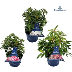 Struiken|Ecocheques|ohgreen Kalmia latifolia ( Berglaurier of de breedbladige lepelstruik )
