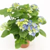 Bloeiende Planten|Ecocheques|ohgreen Kamerhortensia
