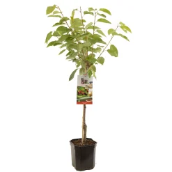 Fruitbomen|Ecocheques|ohgreen Kers prunus avium regina laagstam