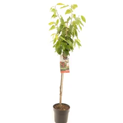 Fruitbomen|Ecocheques|ohgreen Kers prunus avium stella halfstam