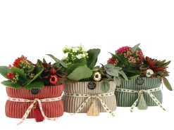 Ecocheques|Bloeiende Planten|ohgreen Kerstarrangement