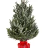 Kerstbomen|ohgreen Kerstboom Abies Fraseri in pot