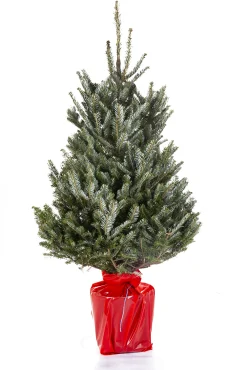 Kerstbomen|ohgreen Kerstboom Abies Fraseri in pot
